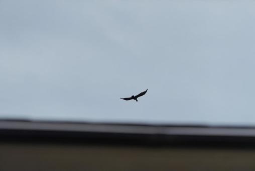 枯葉をくわえて大空を飛ぶカラス 枯葉をくわえて大空を飛ぶカラスの写真