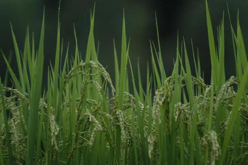 稲穂 稲穂,緑,米の写真素材