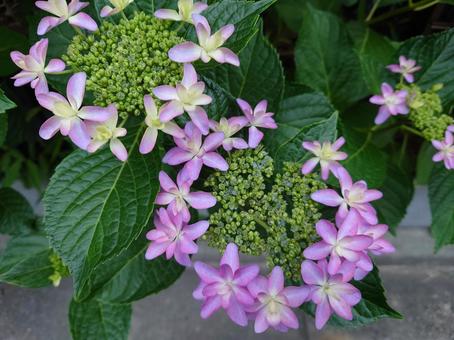 Photo, amount of sunflower, calyx, hydrangea, 