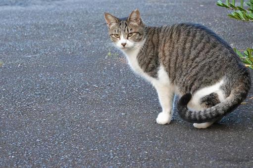 かわいいメスのキジシロ猫 保護猫,猫,ニャンコの写真素材