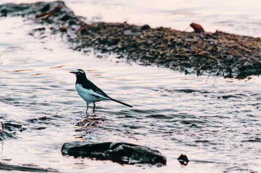 エサは何処にあるのかな セグロセキレイ,野鳥,小鳥の写真素材