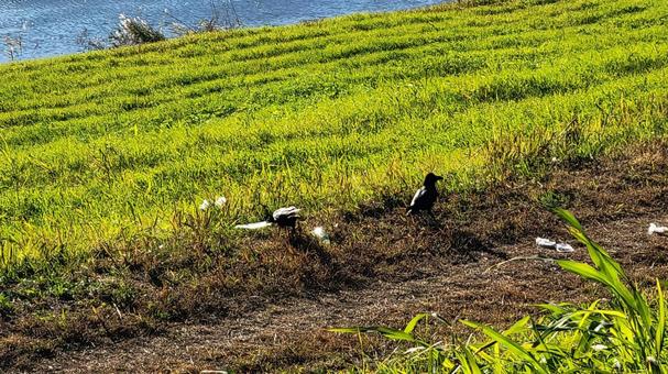 河川敷でゴミやペットボトルを漁るカラス 河川敷でゴミやペットボトルを漁るカラス カラス,ゴミ,ポイ捨ての写真素材