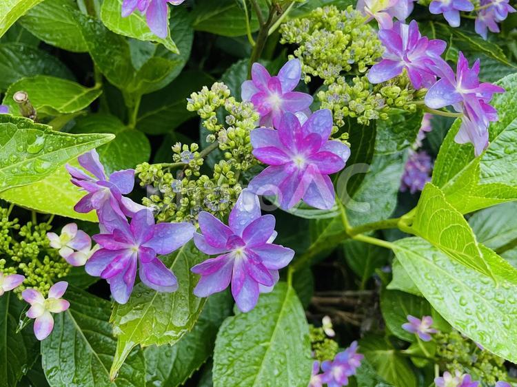 雨上がりのアジサイ アジサイ,花,6月の写真素材