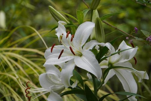 ユリの花 ユリの花 ユリ,花,植物の写真素材