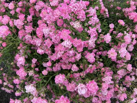 沢山のピンクのバラ 沢山のピンクのバラ 植物,花,バラの写真素材