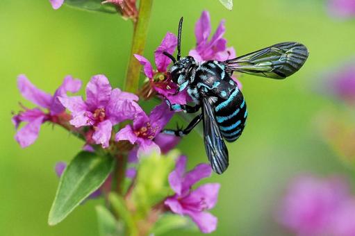 蜜を吸う青い蜂 ルリモンハナバチ,ハナバチ,蜂の写真素材