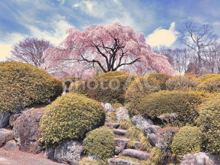 庭園に堂々と咲く桜 桜,春,庭園の写真素材
