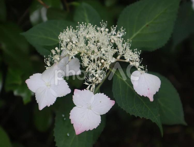 清楚さを感じる 花,フラワー,自然の写真素材