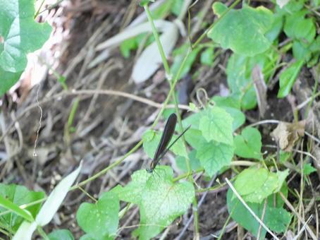 ハグロトンボ ハグロトンボの写真