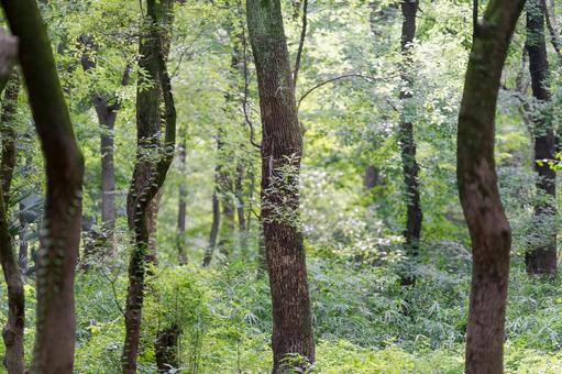 静寂に包まれた初夏の森 静寂に包まれた初夏の森の写真