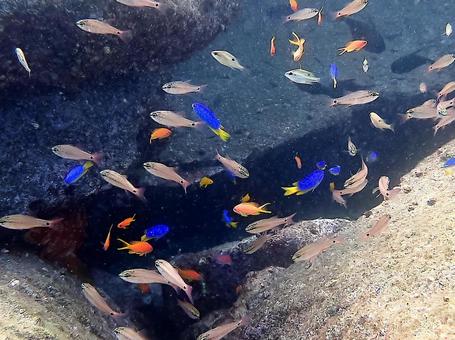 色とりどりの魚たち 魚,海,秋の写真素材