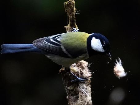 蒲の穂を食むシジュウカラの写真