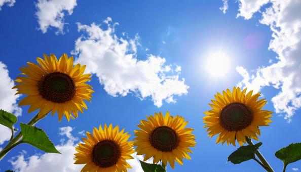 ひまわりと青空　夏空の写真