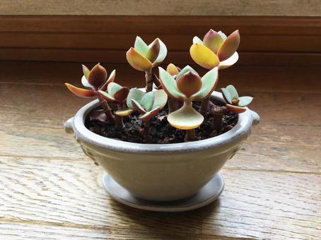 多肉植物 多肉植物の写真
