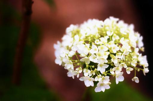 白い紫陽花は儚くての写真