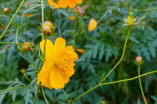 Yellow cosmos and honeybees shining in the autumn sun, JPG Yellow cosmos and honeybees shining in the autumn sun, JPG