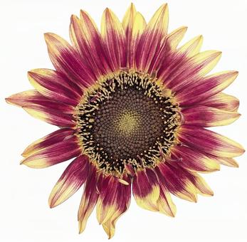 向日葵 フローリスタン 01 向日葵 フローリスタン 01 花,フラワー,向日葵の写真素材