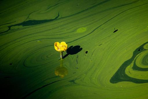 コウホネ咲く静かな大沼公園 コウホネ咲く静かな大沼公園 大沼,沼,コウホネの写真素材