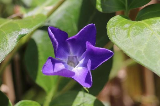 ツルニチニチソウの花びら開く瞬間 ツルニチニチソウの花びら開く瞬間の写真