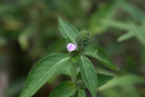 キツネノマゴの花 キツネノマゴの花の写真