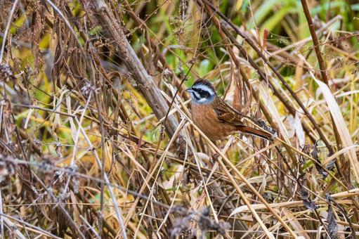ホオジロ⑶ 鳥,ホオジロ,オスの写真素材