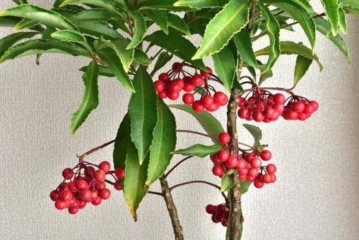 万両の実の写真