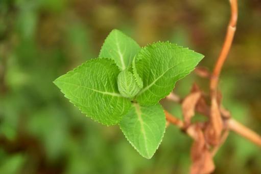 緑が鮮やかなアジサイの若葉 緑が鮮やかなアジサイの若葉の写真