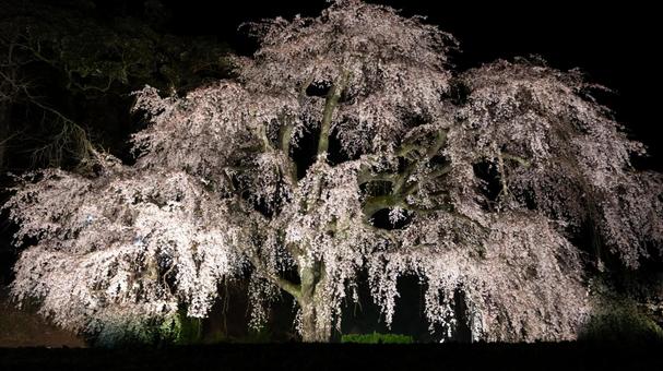 夜桜に抱かれる星のしらべ 夜桜に抱かれる星のしらべ 桜,花びら,満開の写真素材