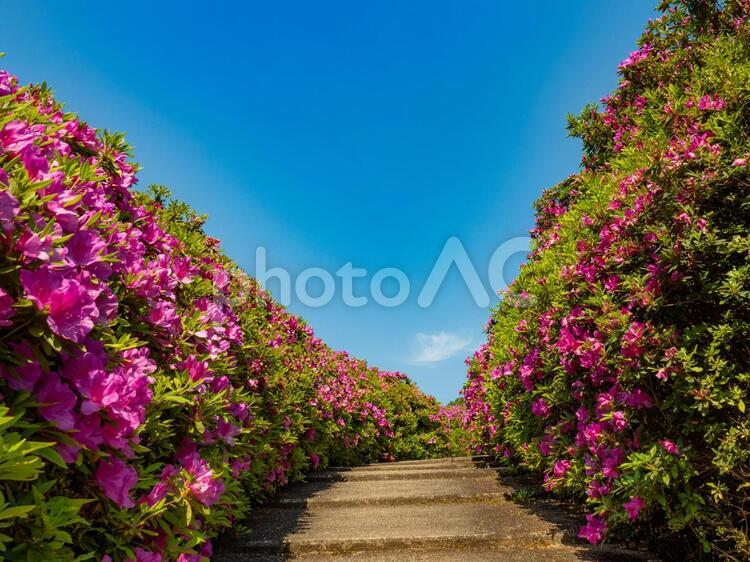 三室戸寺のつつじ園 つつじ,ツツジ,花の写真素材