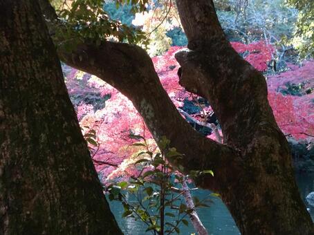紅葉 紅葉の写真