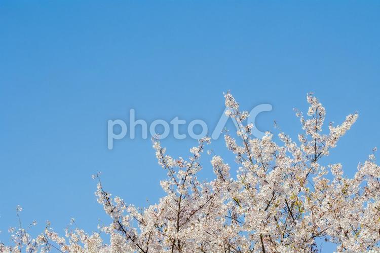 青空と桜（ソメイヨシノ） 桜,ソメイヨシノ,花見の写真素材