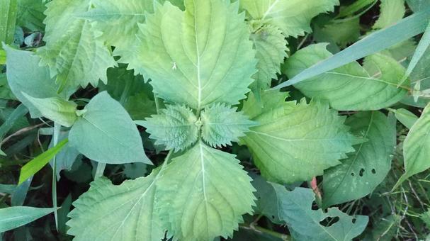 青じそ(大葉)が生えてきました 青じそ(大葉)が生えてきましたの写真