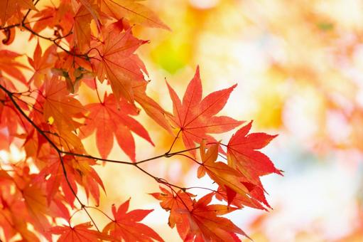 光に包まれる紅葉の景色 光に包まれる紅葉の景色の写真