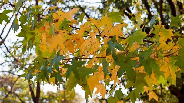 【植物の写真】モミジバフウの写真