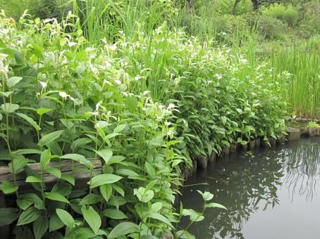 ハンゲショウ・半夏生　自然風景 水辺群生,涼しげ,葉の付け根の写真素材