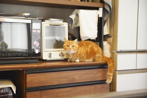おしゃれなキッチンとまったりする猫 おしゃれなキッチンとまったりする猫 猫,茶トラ,トラ猫の写真素材