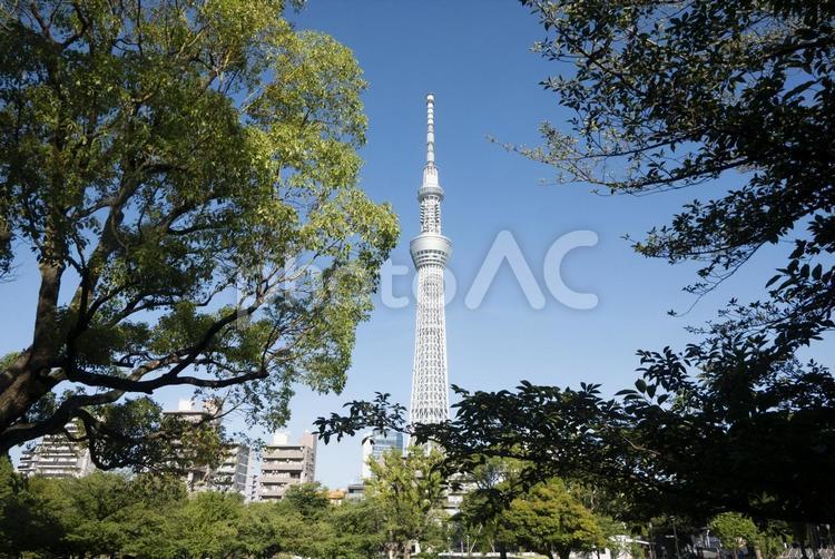 公園から見た東京スカイツリーと青空 東京スカイツリー,タワー,観光名所の写真素材
