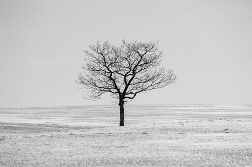 静寂の雪原と冬光が描く孤高の樹影 冬景色,雪原,光の写真素材