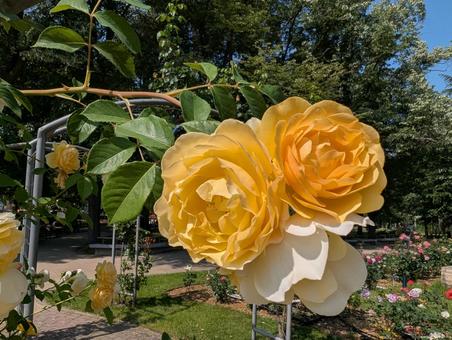 バラ バラの写真