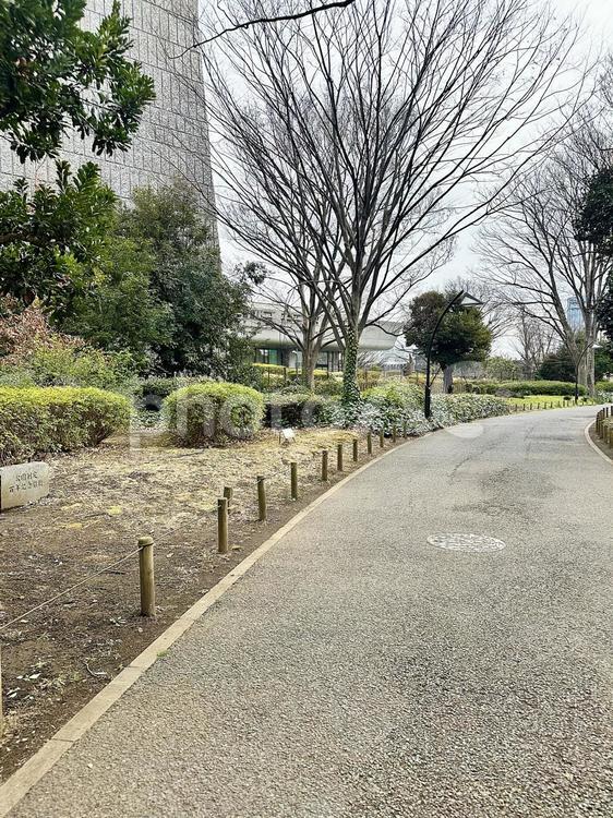 上野恩賜公園　上野公園　冬の公園　冬 上野恩賜公園,上野公園,冬の公園の写真素材