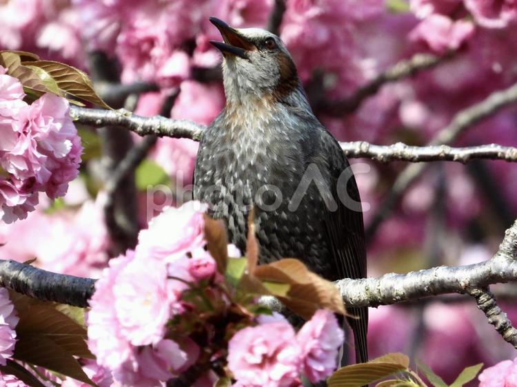 八重桜の枝につかまり鳴くヒヨドリ 鳥,野鳥,ヒヨドリの写真素材