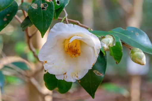 白椿のクローズアップ 白椿のクローズアップ 白椿,花,花びらの写真素材