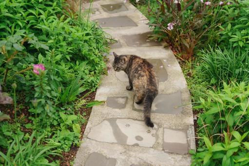 野良猫 野良猫,猫,草の写真素材