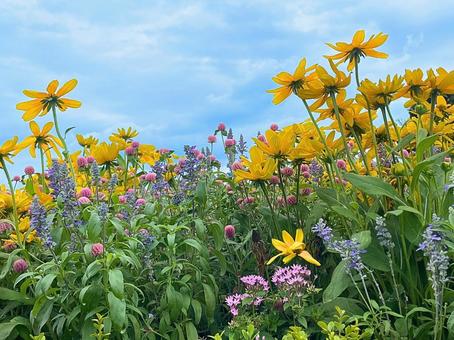青空の下のお花畑 青空の下のお花畑 花畑,花,黄色い花の写真素材