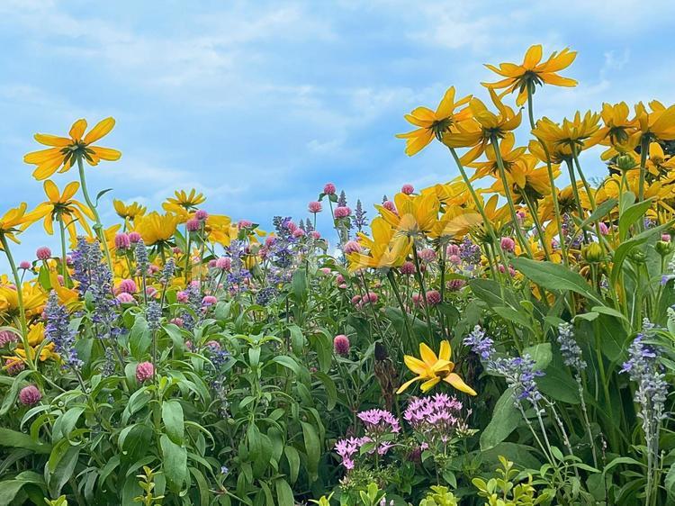 青空の下のお花畑 花畑,花,黄色い花の写真素材