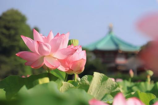蓮の花と弁天堂 蓮の花と弁天堂の写真