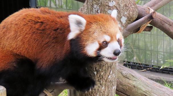 Summer vacation at the zoo. Even the red pandas are hot., JPG Summer vacation at the zoo. Even the red pandas are hot., JPG