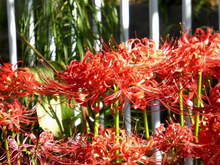 用水路の鉄柵を巻き込んで咲くヒガンバナ 用水路の鉄柵を巻き込んで咲くヒガンバナ ヒガンバナ,花,植物の写真素材