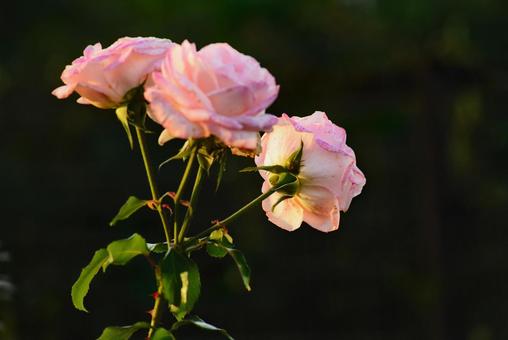 秋薔薇 花,薔薇,バラの写真素材