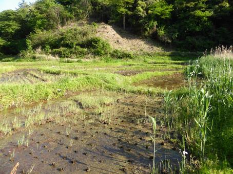 鎌倉中央公園・5月の里山地区風景 鎌倉中央公園・5月の里山地区風景 田畑,田んぼ,水田の写真素材